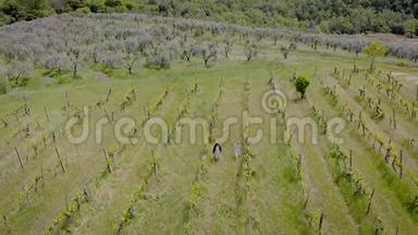 意大利托斯卡纳的葡萄园。 春天的葡萄树上有少量的绿叶，需要<strong>呵护</strong>